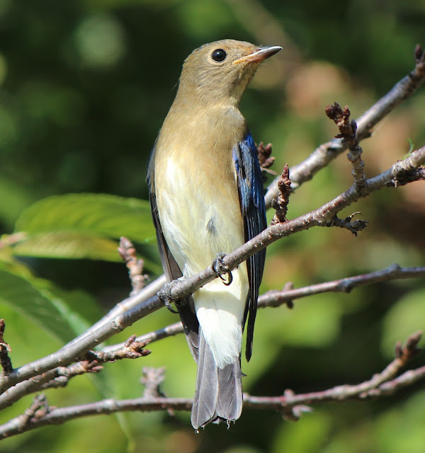 Cyanoptila cyanomelana