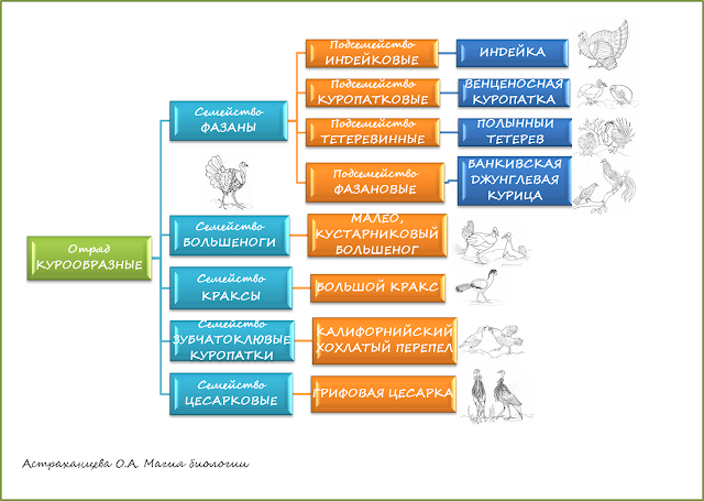 sistematika-kuroobraznyh-rodoslovnaja-petuha