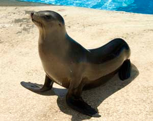 Perbedaan antara Anjing Laut, Singa Laut, Gajah Laut, & Walrus | RE Tawon