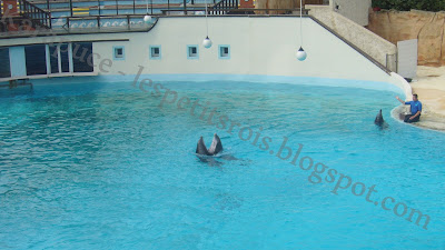 Dauphins parc astérix