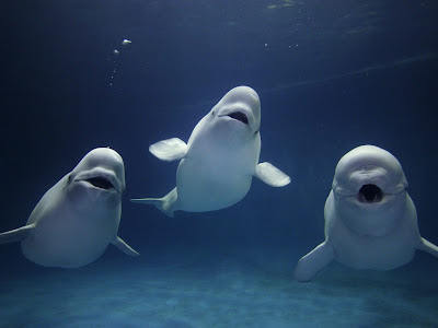 beluga whale smiling. eluga whale pictures. eluga