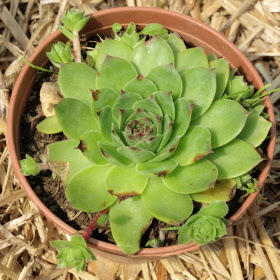 Raw Edible Plants  Common  Houseleek  Sempervivum tectorum 