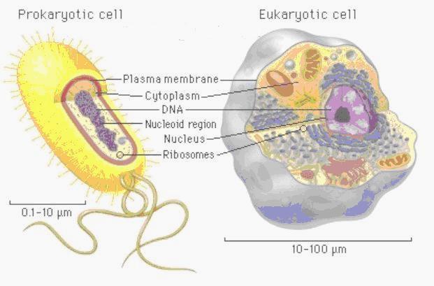 Blog Belajar IPA SMP Struktur Sel  Pada Organisme Prokariotik 