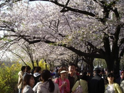 Cherry Blossom Festival. Cherry Blossom Festival