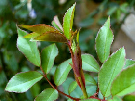 ... aww, snuggled in between tiny leaves ...