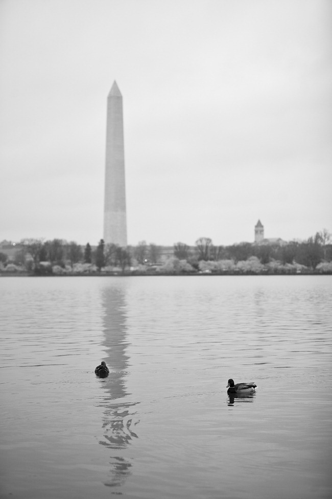 Cherry Blossoms and Washington Monument-1