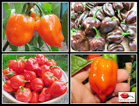 Capsicum chinense