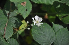 Campbell Valley Park 041 Himilayan Blackberry Rubus armeniacus Rosaceae