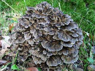 In China and Japan, Maitake mushroom  is consumed over a period of more than 3,000 years old.