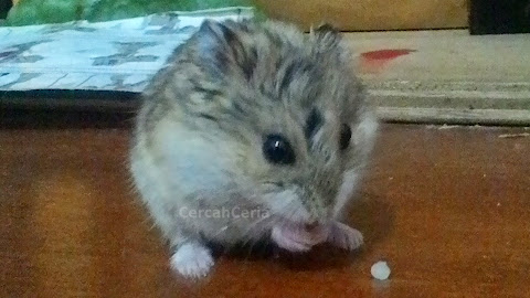 hamster can eat rice