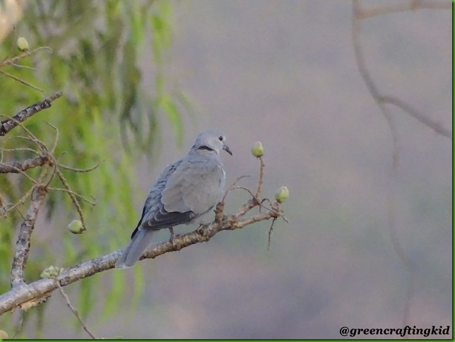 Eursian collared Dove Eursian collared Dove
