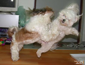 Rats that look like dogs/Rats attacks pics/pictures gallery