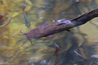 Clarias brachysoma - Walking catfish - Magura/මගුරා