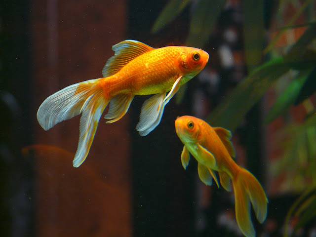 Aquarium HD Wallpaper Fish Photo Live