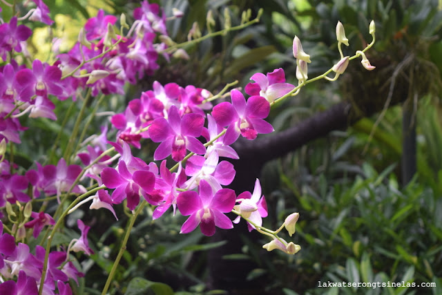 WHY THE SINGAPORE BOTANIC GARDENS IS A UNESCO WORLD HERITAGE SITE?