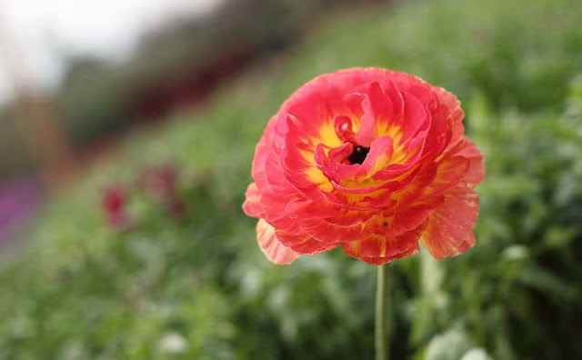 Persian Buttercup Flowers Pictures