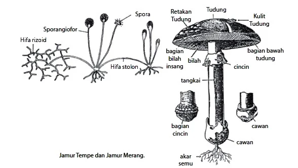 Bagian Jamur