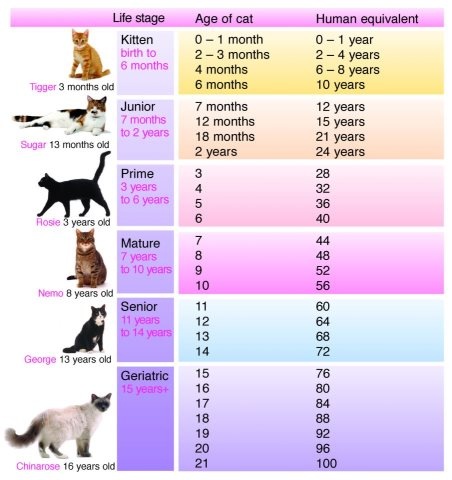 Perbandingan Umur Kucing dan Manusia