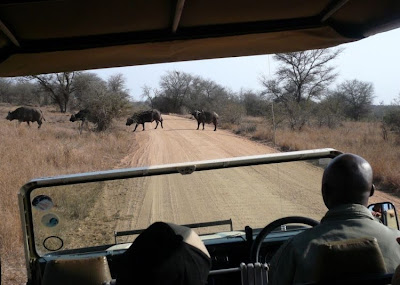 kruger south africa