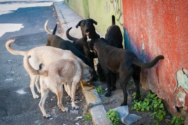 Habitantes se organizan para envenenar a los perros de su fraccionamiento.