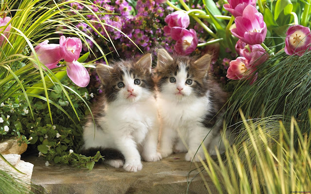 Cute Cats