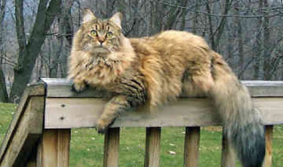 kucing maine coon