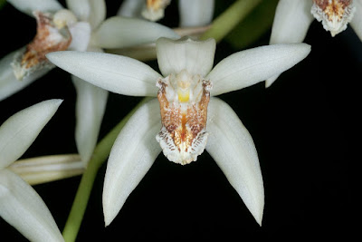 Coelogyne asperata care and culture