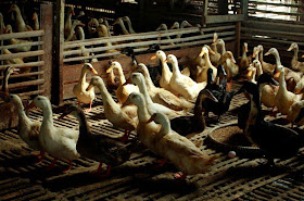 Cara ternak bebek petelur