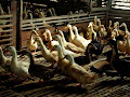 Cara Ternak Bebek Petelur Teknik Terbaik