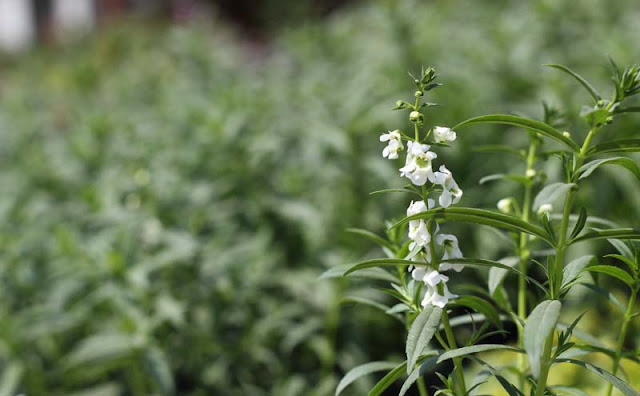 Angelonia Flowers Pictures