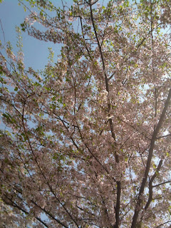 DC Cherry Blossoms