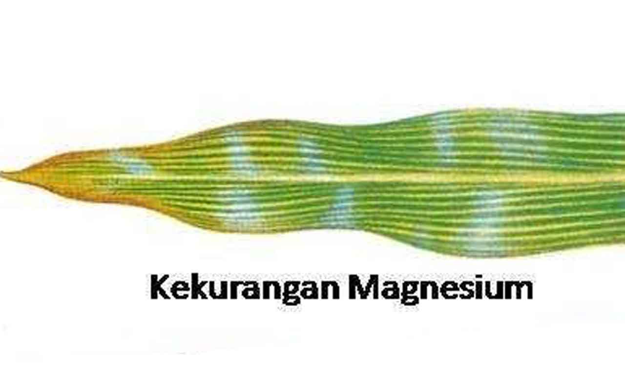 kekurangan magnesium pada jagung