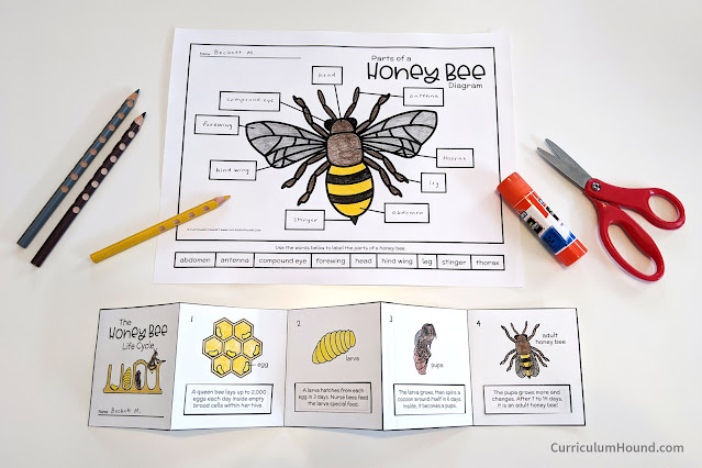 Curriculum Hound Honey Bee Diagram & Life Cycle Booklet