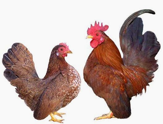 Serama Chickens Breeding Information | From Home Wealth