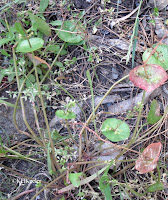 miner's lettuce, Claytonia perfoliata