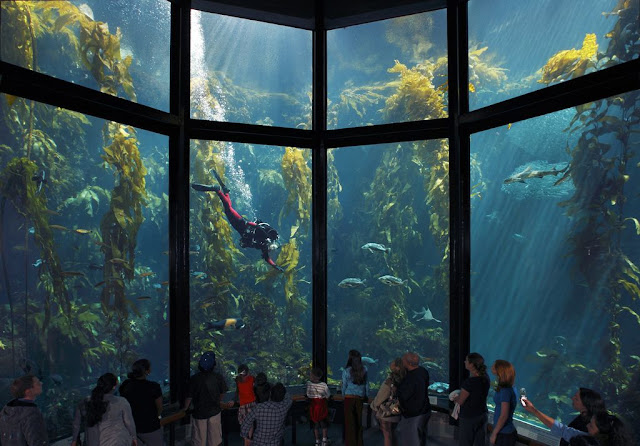 Acuario de Monterey Bay