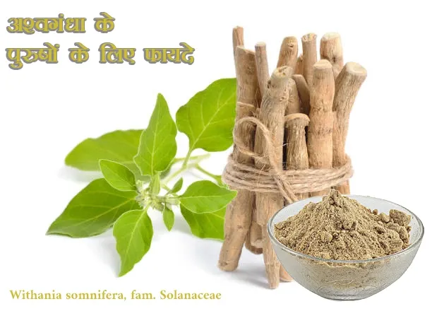 अश्वगंधा पुरुषों के लिए फायदे Ashwagandha benefits for men