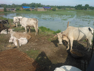 flood-control-after-normal-rain-bihar