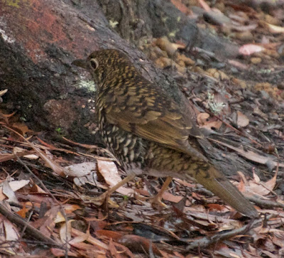 Bassian Thrush (Zoothera lunulata)