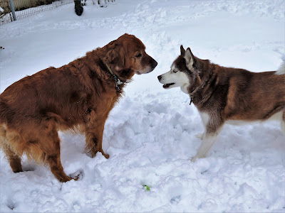 Siberian Husky and Golden Retriever playing together in the snow. Dogs in the snow