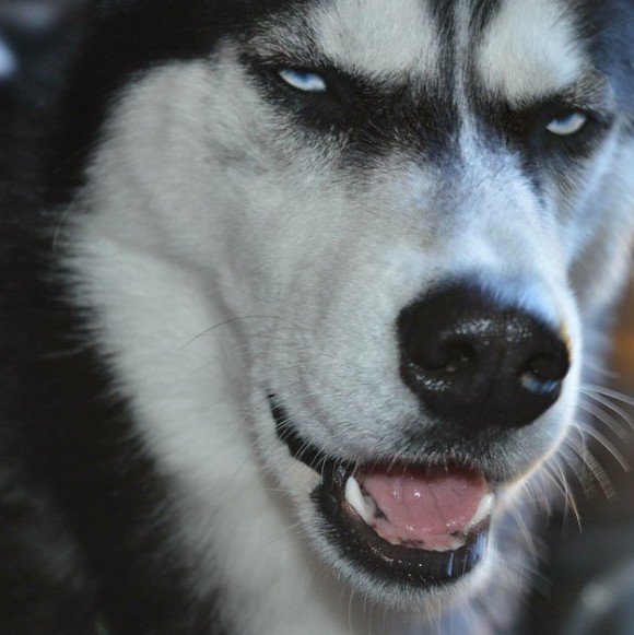 Nekotama 怖い顔のハスキー犬