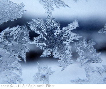 'Snøkrystall! (IMGP1358)' photo (c) 2010, Siri Spjelkavik - license: http://creativecommons.org/licenses/by-sa/2.0/