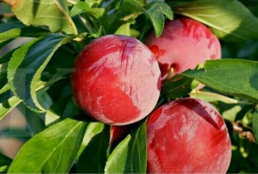 tanaman bibit buah plum aussie Gorontalo