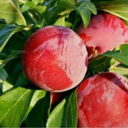 Petani Tanaman Bibit Buah Plum Aussie Bali - hayaprojects