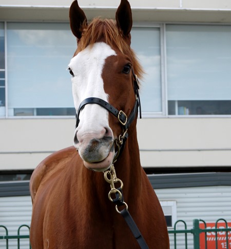 apache cat 1