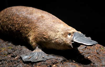 Extreme Mammals,  Fernbank Museum of Natural History