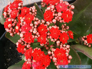 Kalanchoe sp. - Kalanchoés horticoles divers