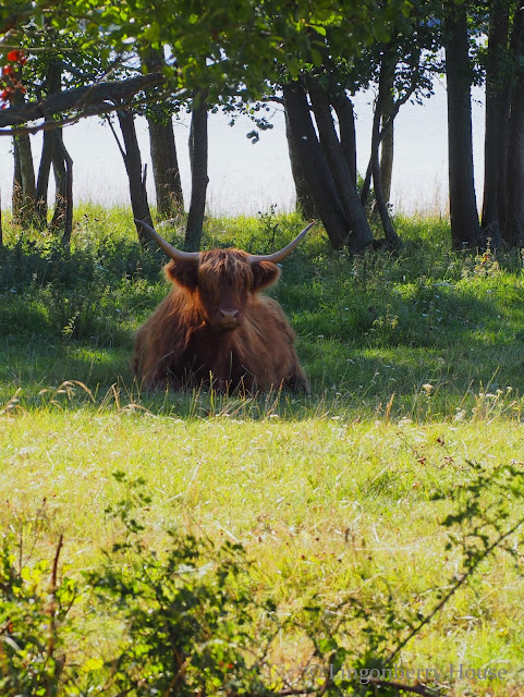 lingonberryhouse, ylämaankarja, hghland cattle, animal, eläin, paatilla, on a boat trip, family cruiser, autumn, syksy