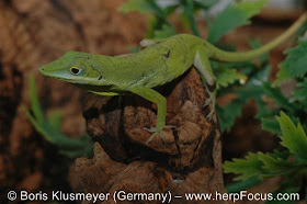 Lagartija verde de La Española Anolis chlorocyanus