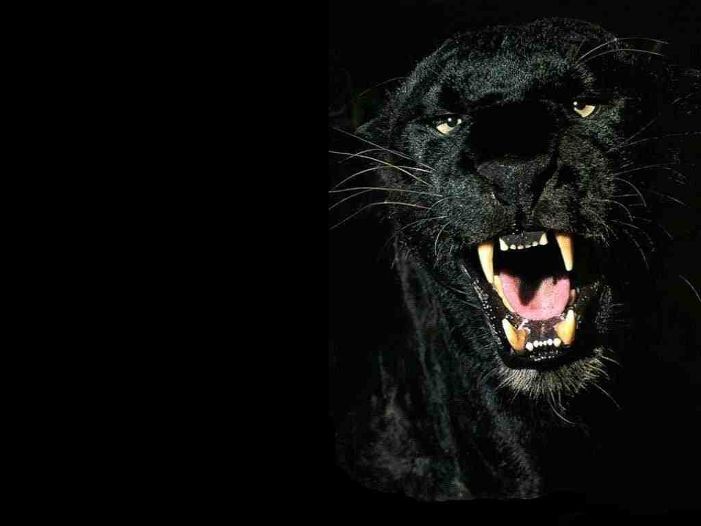 Animals Zoo Park: Black Panther Wallpapers - Animals Hq Backgrounds